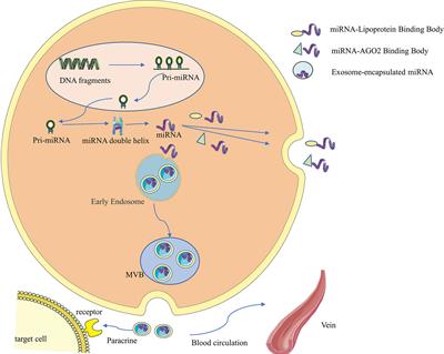 Role of exosomal noncoding RNA in esophageal carcinoma